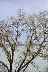 Tree with turtledove on the sea, winter, branches without leaves