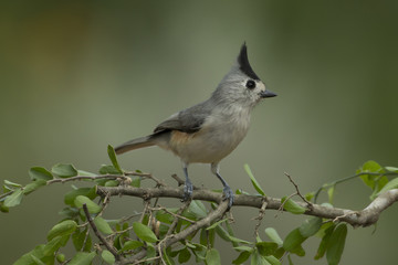 Black-crested Titmouse
