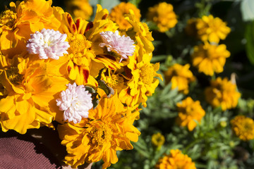 General landscape around Mt Bromo, Indonesia