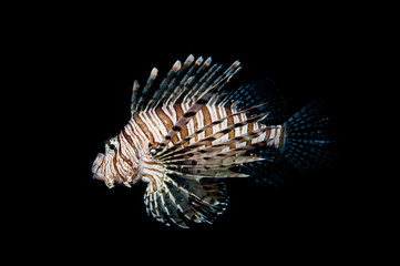The red lionfish is a venomous coral reef fish