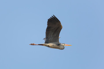 Grey Heron (ardea cinerea) during flight