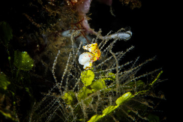 pygmy seahorses in lembeh indonesia