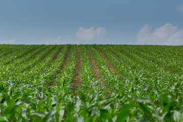 Fototapeta na wymiar View of a natural green cornfield with blue sky
