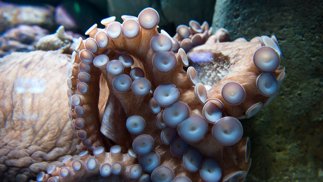 The Giant Pacific Octopus Legs