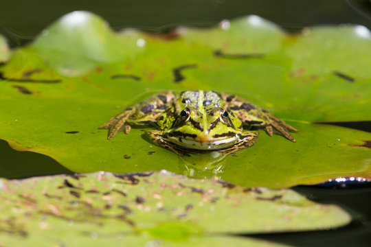 portrait of green frog (Rana esculenta) sitting on a leaf