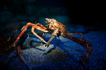 Red King crabs, stone crabs