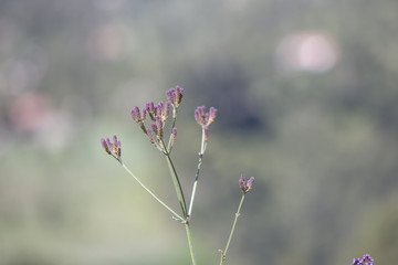 General landscape around Mt Bromo, Indonesia