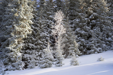Fototapeta premium sun and frost in the Carpathians