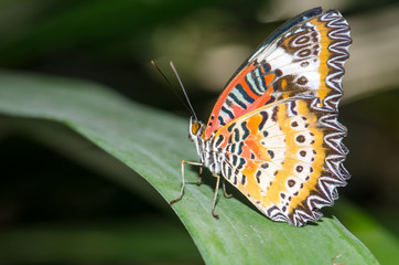 .Butterfly caught on branches Very beautiful colors and patterns
