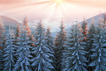 sun and frost in the Carpathians