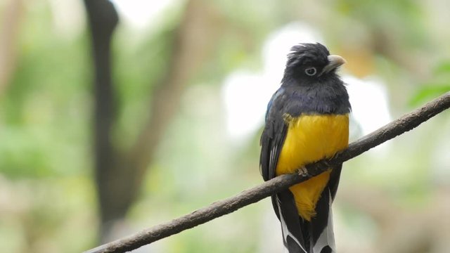 Green-backed Trogan bird. Exotic animal