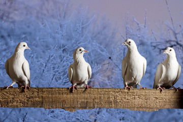 postal pigeons sitting on the fence winter evening