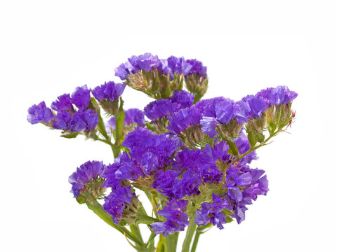Strandflieder, Limoneum, Meerlavendel