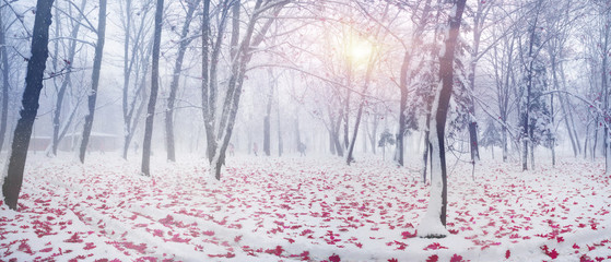 Park after a snow storm