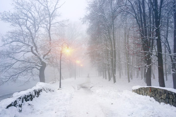 Walking the dog in the fog