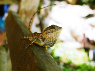 Close up lizard on old wood fence