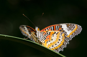 .Butterfly caught on branches Very beautiful colors and patterns