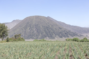 Fototapeta premium General landscape around Mt Bromo, Indonesia