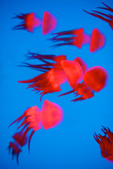 Red Jellyfish in aquarium