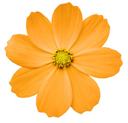  orange flower Primula.  white isolated background with clipping path. Closeup.  no shadows. yellow center. Nature.