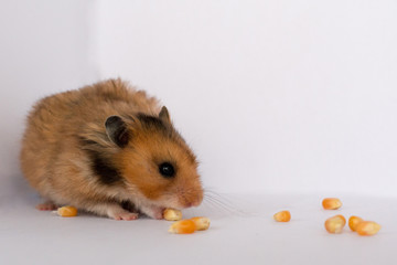 LIttle and Funny Hamster on white background