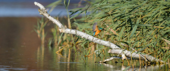 KINGFISHER