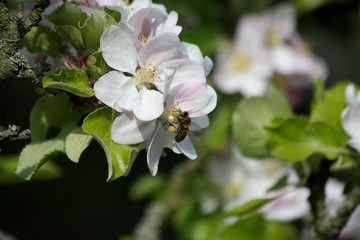 Biene an Apfelblüte