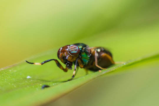 Close up a fly tabanus (Hybornitra tarandina) soft focus macro view