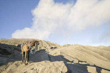 Landscape Man ride a horse go to Bromo volcano while eruption, Java, Indonesia,soft focus and motion blur