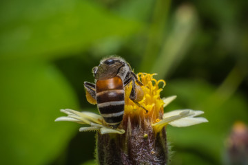 Honey Bees Pollinating Clover on yellow flower Macro vie