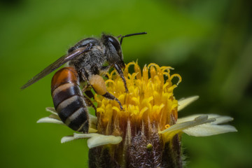 Honey Bees Pollinating Clover on yellow flower Macro vie