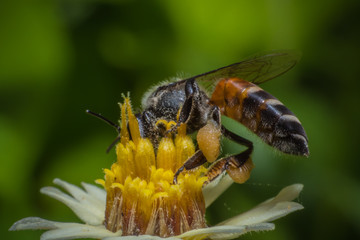 Honey Bees Pollinating Clover on yellow flower Macro vie