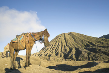 Landscape Man ride a horse go to Bromo volcano while eruption, Java, Indonesia,soft focus and motion blur