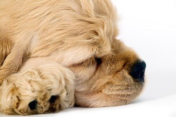 sleeping dog on a white background