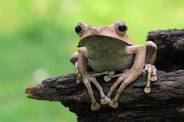 Eared frog