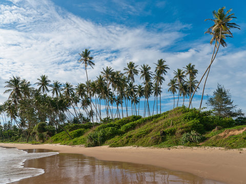 Coconut Palm Trees Beach at Dikwella Sri Lanka