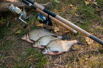 Several common bream fish on the natural background. Catching fr