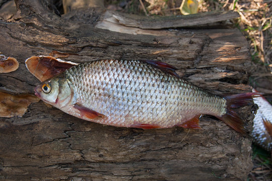 Several common roach fish on green grass. Catching freshwater fi