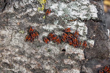 Black and red Firebug or Pyrrhocoris apterus, on a old tree trun