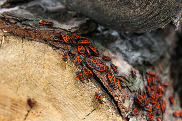 Black and red Firebug or Pyrrhocoris apterus, on a old tree trun
