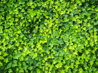 Green Leaves Background