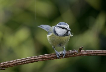 mésange bleue, Cyanistes caeruleus