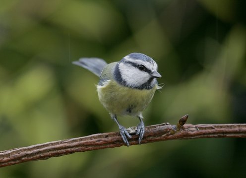 m&eacute;sange bleue, Cyanistes caeruleus