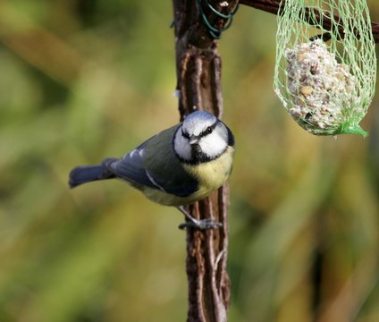 m&eacute;sange bleue, Cyanistes caeruleus