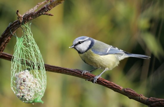 m&eacute;sange bleue, Cyanistes caeruleus
