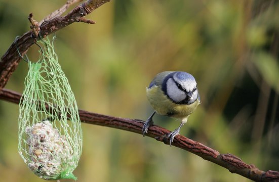 m&eacute;sange bleue, Cyanistes caeruleus