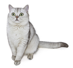 Gray British Shorthair is sitting in front, isolated on white background.