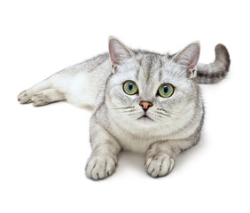 Portrait of Light Gray British Shorthair cat lying on a white background.