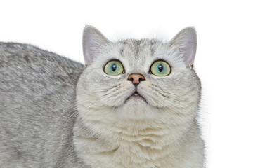 Fototapeta premium Close-Up of Gray British Shorthair.