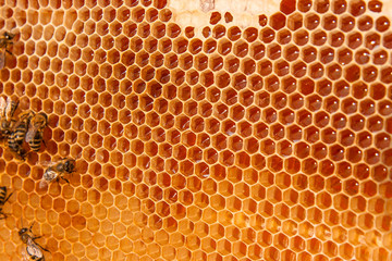 View of the working bees on the honeycomb with sweet honey.